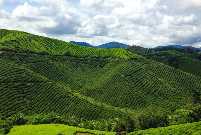 Cameron Highlands tea plantation rolling green hills